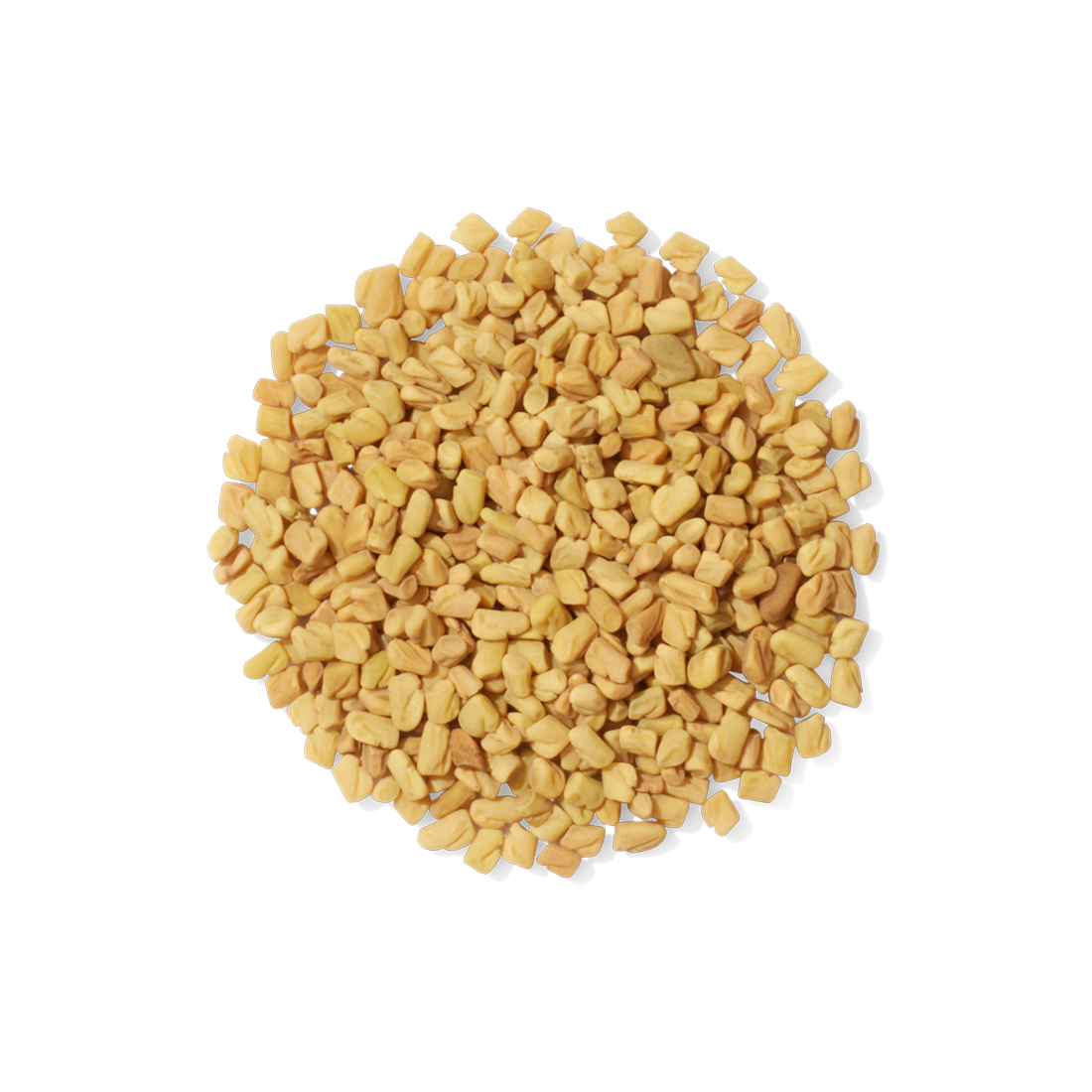 Fenugreek