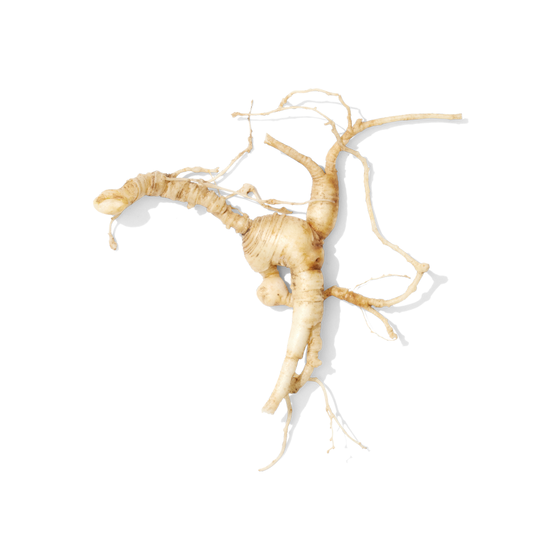 Siberian Ginseng