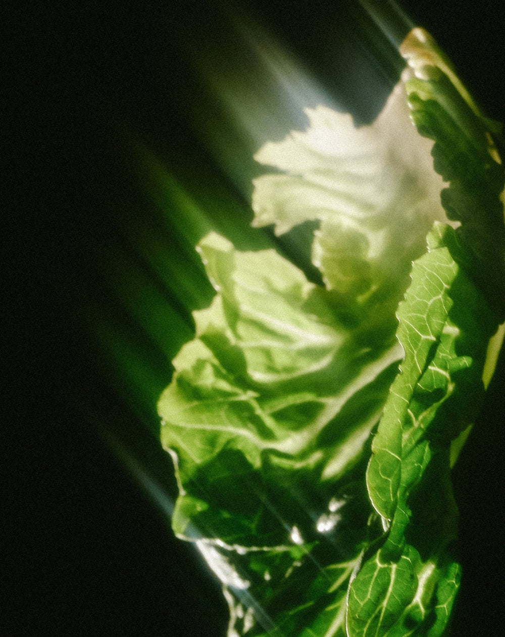 Natural vitamins vs synthetic vitamins: which is better?