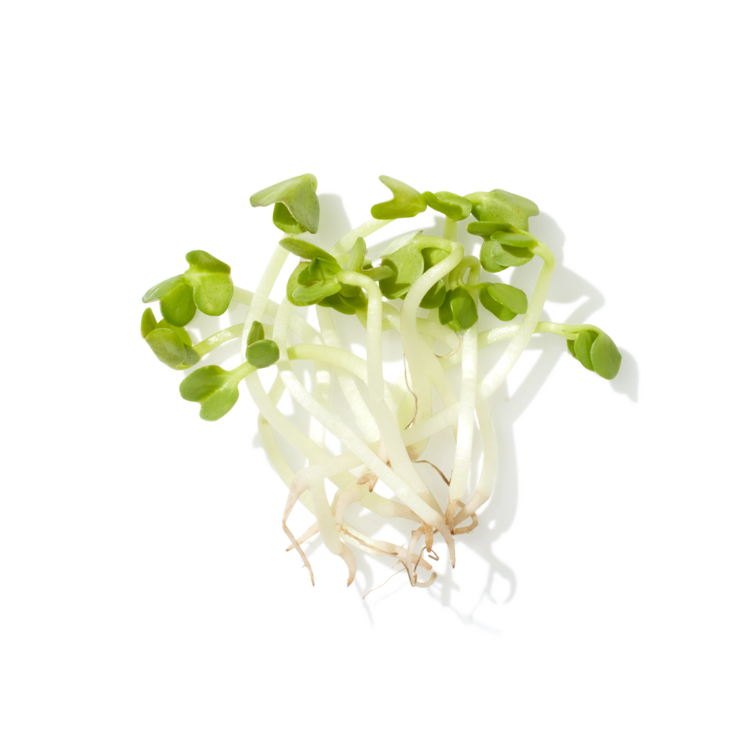 NZ Broccoli Sprout