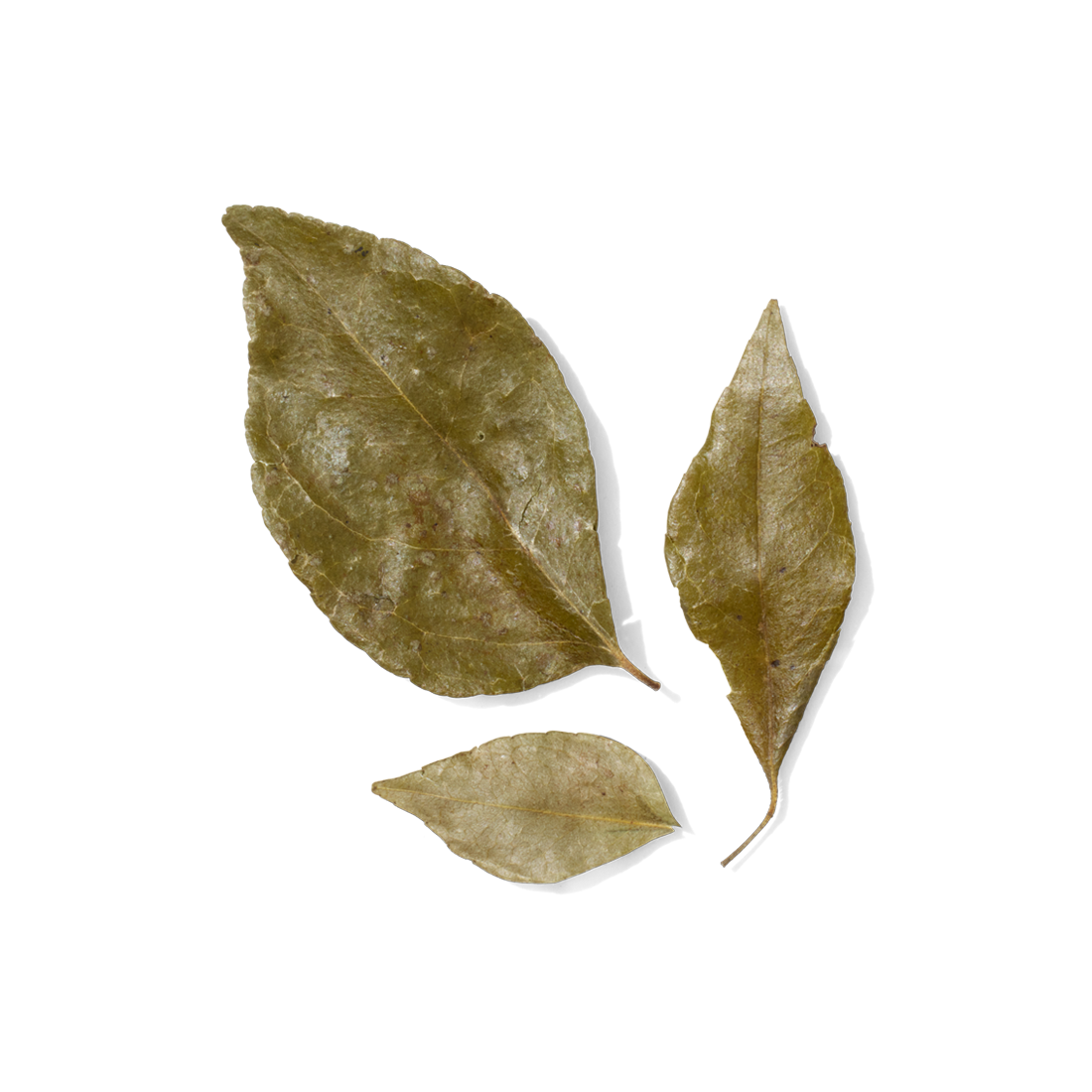 Curry Leaf