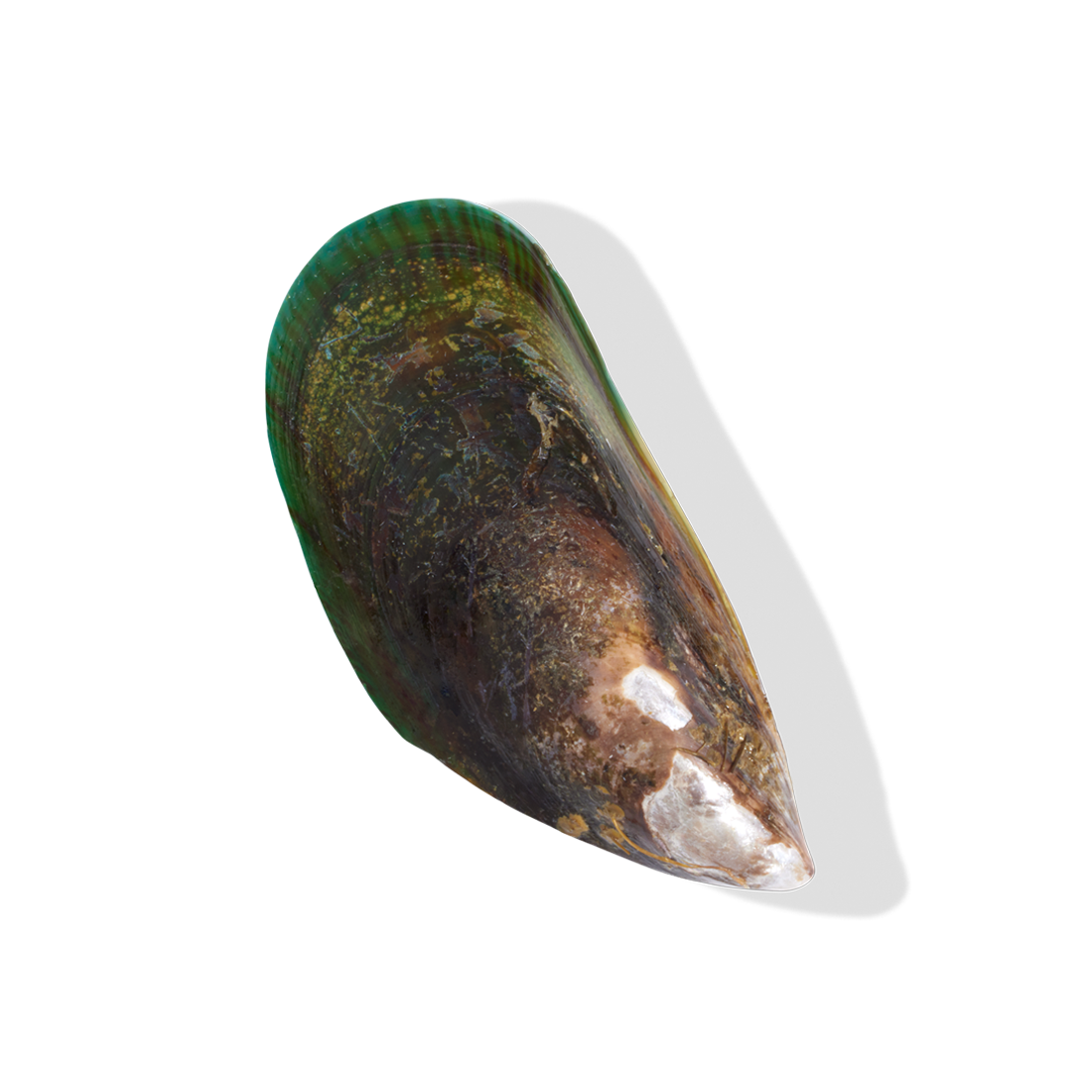 NZ Greenshell™ Mussel