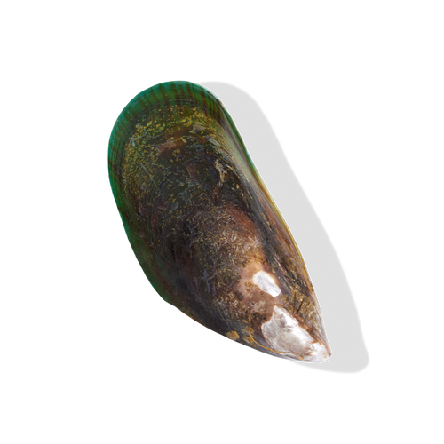 NZ Greenshell™ Mussel