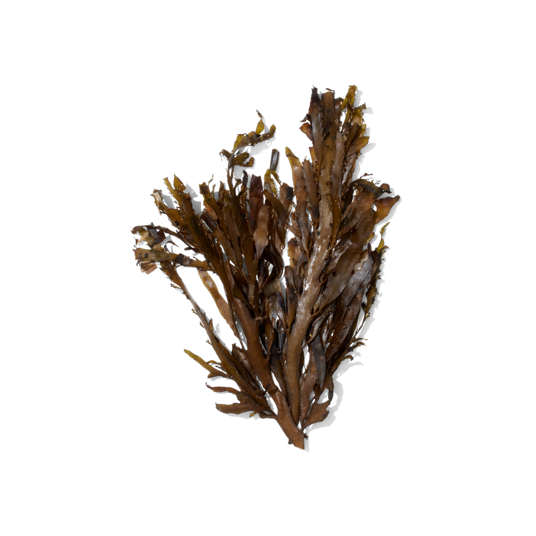 NZ Kelp