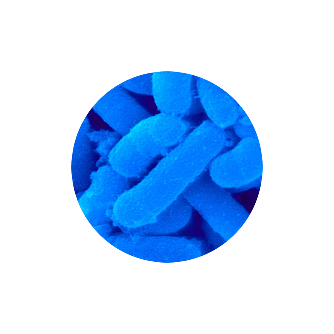 Probiotic Bacillus Coagulans